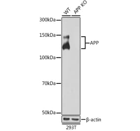 Western Blot - Anti-Amyloid Precursor Protein Antibody [ARC0465] (A307112) - Antibodies.com