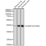 Western Blot - Anti-PCBP1 Antibody [ARC2456] (A307113) - Antibodies.com