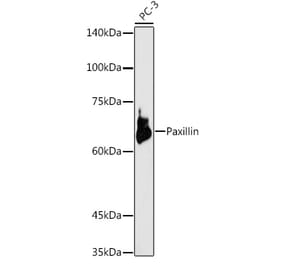 Western Blot - Anti-Paxillin Antibody (A307118) - Antibodies.com
