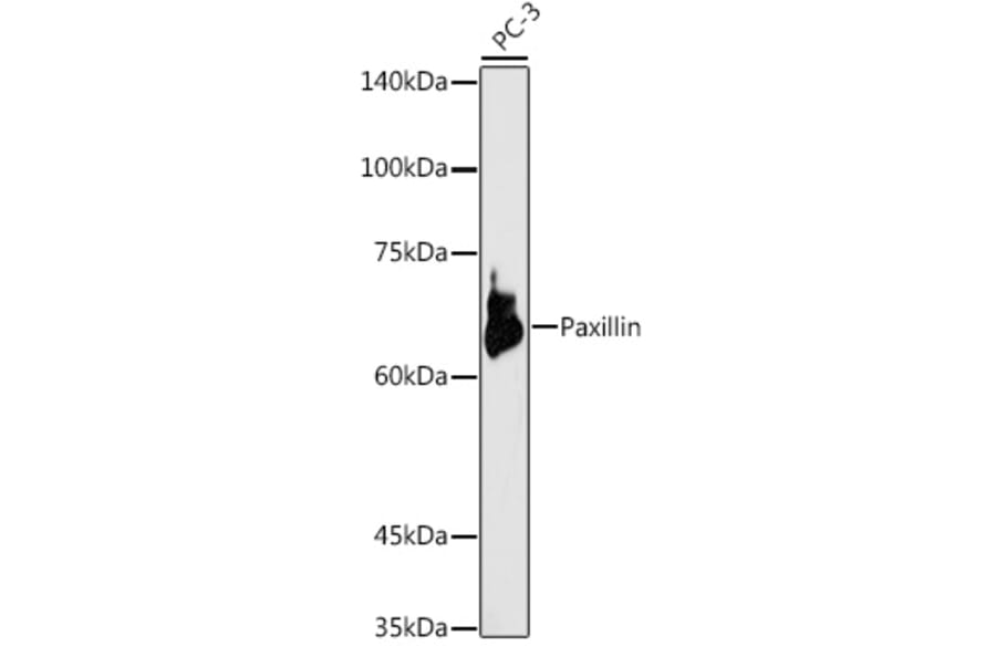 Western Blot - Anti-Paxillin Antibody (A307118) - Antibodies.com