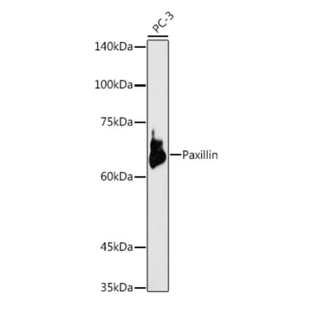 Western Blot - Anti-Paxillin Antibody (A307118) - Antibodies.com