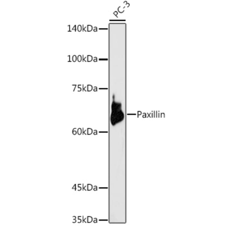 Western Blot - Anti-Paxillin Antibody (A307118) - Antibodies.com