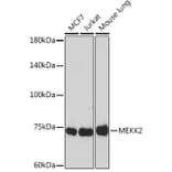 Western Blot - Anti-MEKK2 Antibody [ARC2291] (A307120) - Antibodies.com