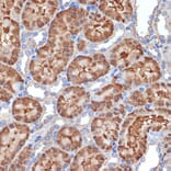 Immunohistochemistry - Anti-MEKK2 Antibody [ARC2291] (A307120) - Antibodies.com