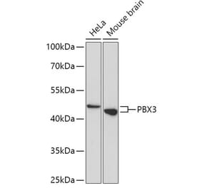 Western Blot - Anti-Pbx3 Antibody (A307121) - Antibodies.com