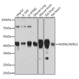 Western Blot - Anti-NDEL1 Antibody [ARC0835] (A307127) - Antibodies.com