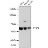 Western Blot - Anti-PTBP1 Antibody [ARC0783] (A307129) - Antibodies.com
