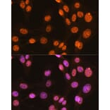 Immunofluorescence - Anti-PTBP1 Antibody [ARC0783] (A307129) - Antibodies.com