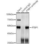 Western Blot - Anti-PTBP1 Antibody [ARC0783] (A307129) - Antibodies.com
