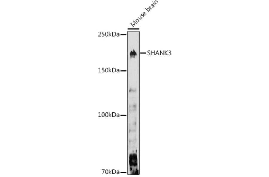 Western Blot - Anti-SHANK3 Antibody (A307131) - Antibodies.com