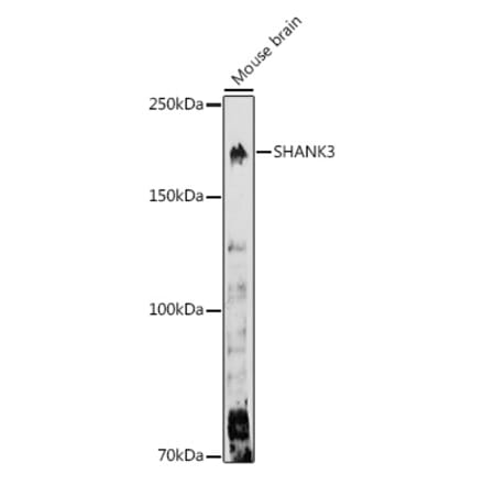 Western Blot - Anti-SHANK3 Antibody (A307131) - Antibodies.com