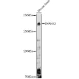 Western Blot - Anti-SHANK3 Antibody (A307131) - Antibodies.com