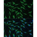 Immunofluorescence - Anti-RTL8A Antibody (A307132) - Antibodies.com