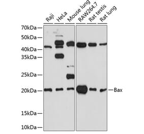 Western Blot - Anti-Bax Antibody [ARC0164] (A307133) - Antibodies.com