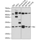Western Blot - Anti-Bax Antibody [ARC0164] (A307133) - Antibodies.com