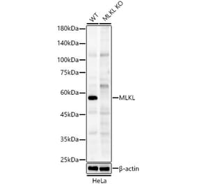 Western Blot - Anti-MLKL Antibody (A307138) - Antibodies.com