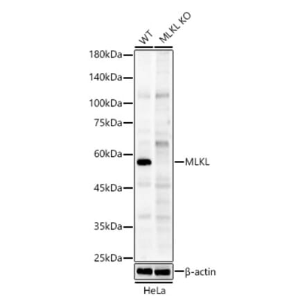 Western Blot - Anti-MLKL Antibody (A307138) - Antibodies.com