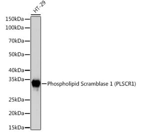 Western Blot - Anti-Scramblase 1 Antibody [ARC2028] (A307139) - Antibodies.com