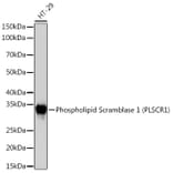 Western Blot - Anti-Scramblase 1 Antibody [ARC2028] (A307139) - Antibodies.com