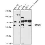 Western Blot - Anti-Hemogen Antibody (A307142) - Antibodies.com