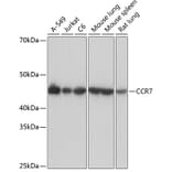 Western Blot - Anti-CCR7 Antibody [ARC0231] (A307143) - Antibodies.com
