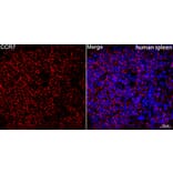 Immunofluorescence - Anti-CCR7 Antibody [ARC0231] (A307143) - Antibodies.com
