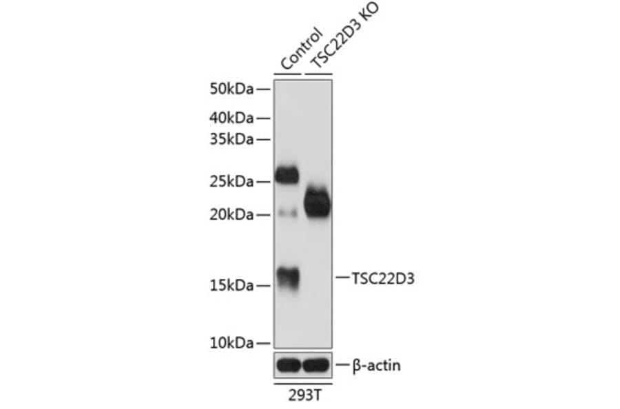 Western Blot - Anti-GilZ / TilZ Antibody (A307146) - Antibodies.com