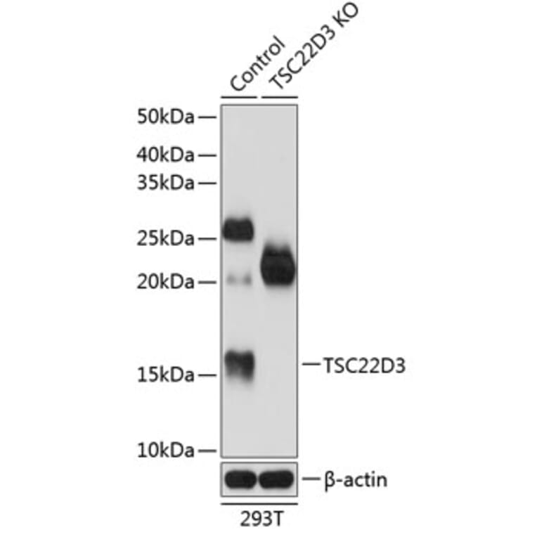 Western Blot - Anti-GilZ / TilZ Antibody (A307146) - Antibodies.com