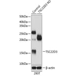 Western Blot - Anti-GilZ / TilZ Antibody (A307146) - Antibodies.com