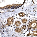Immunohistochemistry - Anti-Beta TRCP / HOS Antibody (A307151) - Antibodies.com
