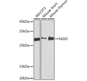 Western Blot - Anti-FADD Antibody [ARC51937] (A307153) - Antibodies.com