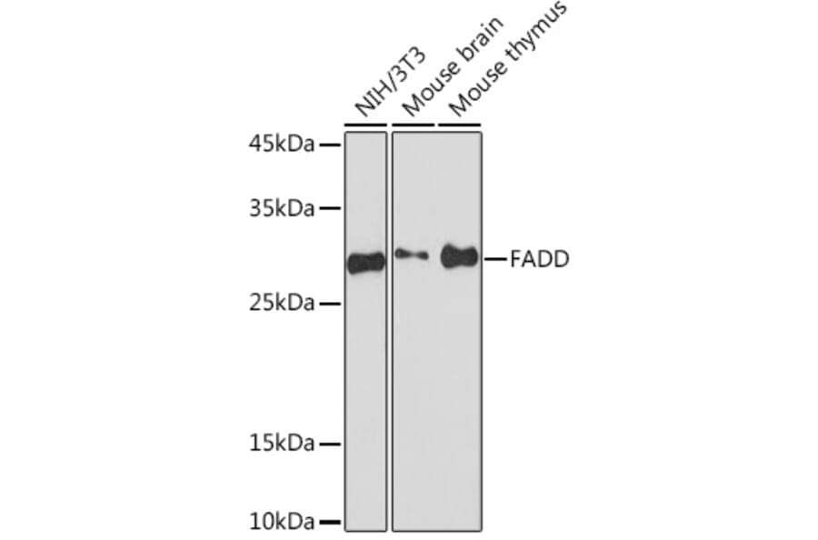 Western Blot - Anti-FADD Antibody [ARC51937] (A307153) - Antibodies.com