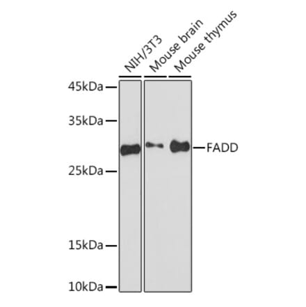Western Blot - Anti-FADD Antibody [ARC51937] (A307153) - Antibodies.com