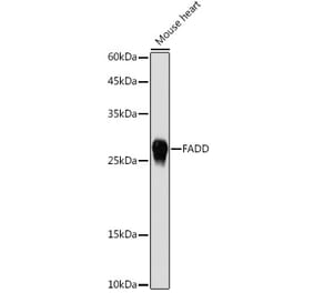 Western Blot - Anti-FADD Antibody (A307154) - Antibodies.com