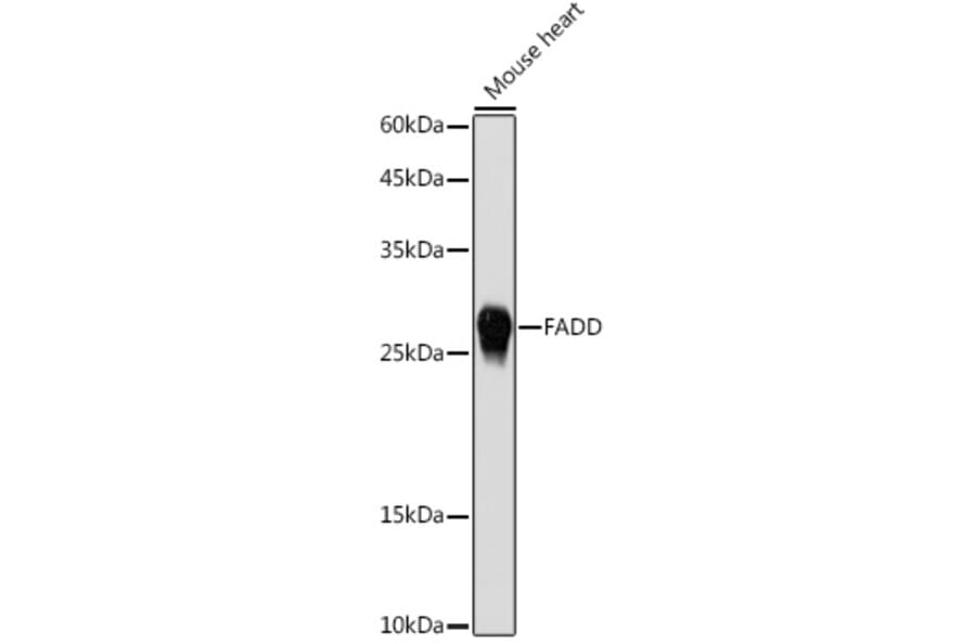 Western Blot - Anti-FADD Antibody (A307154) - Antibodies.com