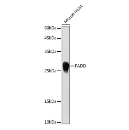 Western Blot - Anti-FADD Antibody (A307154) - Antibodies.com