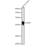 Western Blot - Anti-FADD Antibody (A307154) - Antibodies.com