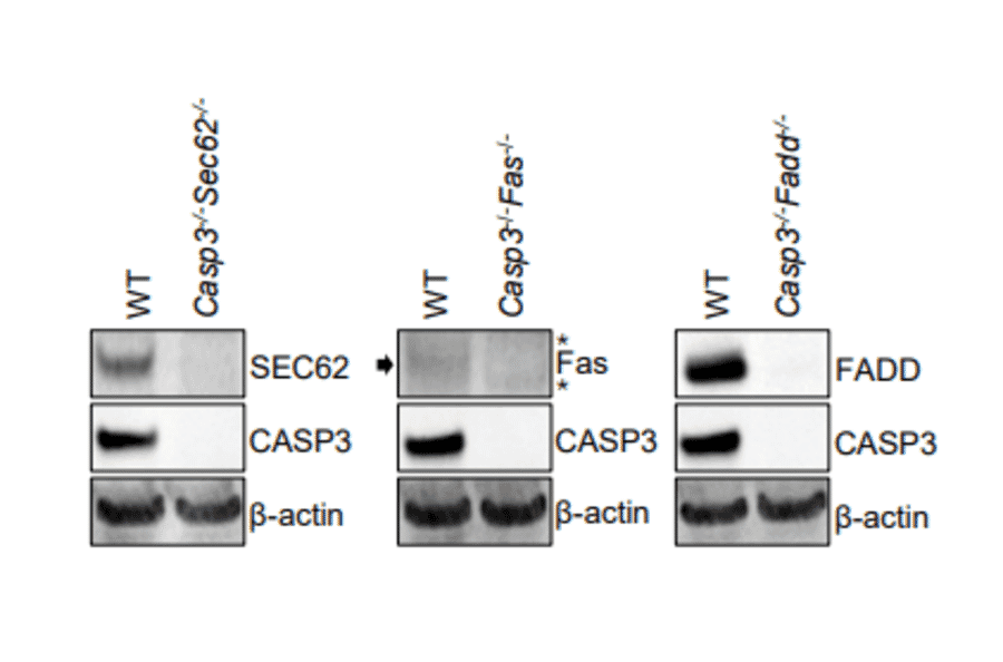 Western Blot - Anti-FADD Antibody (A307154) - Antibodies.com Citation