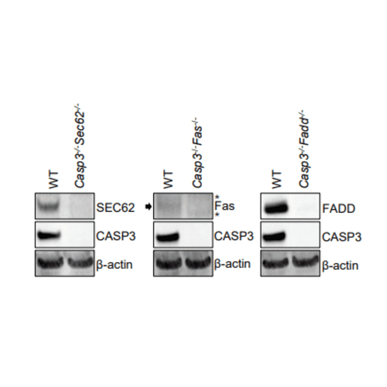 Western Blot - Anti-FADD Antibody (A307154) - Antibodies.com Citation