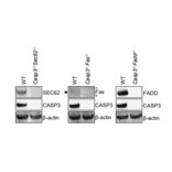 Western Blot - Anti-FADD Antibody (A307154) - Antibodies.com Citation