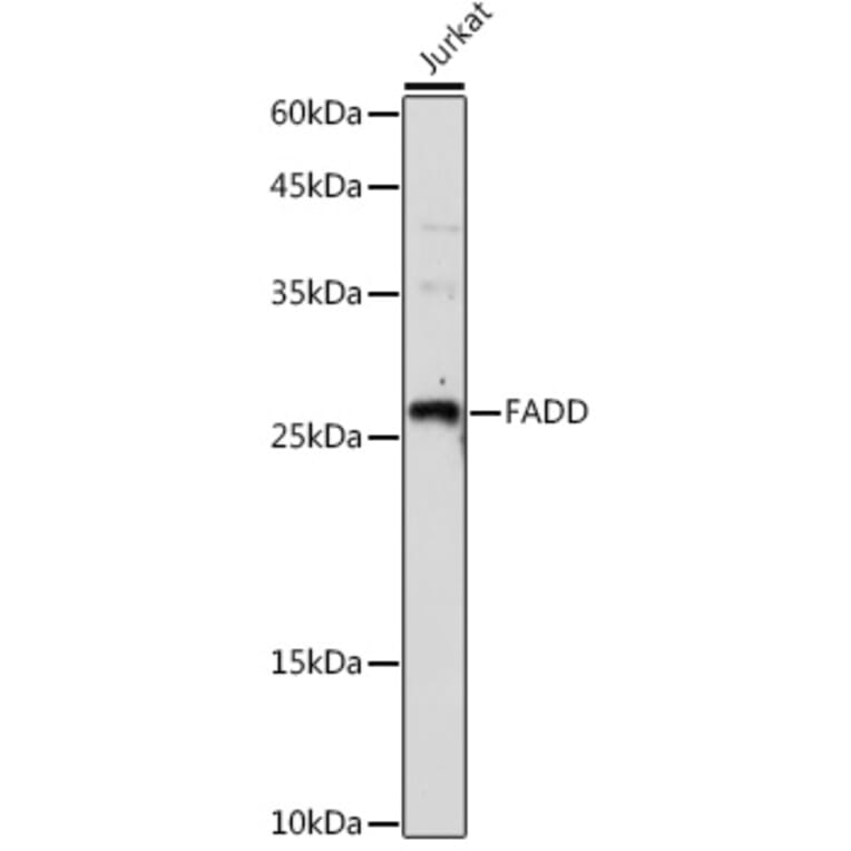 Western Blot - Anti-FADD Antibody (A307154) - Antibodies.com