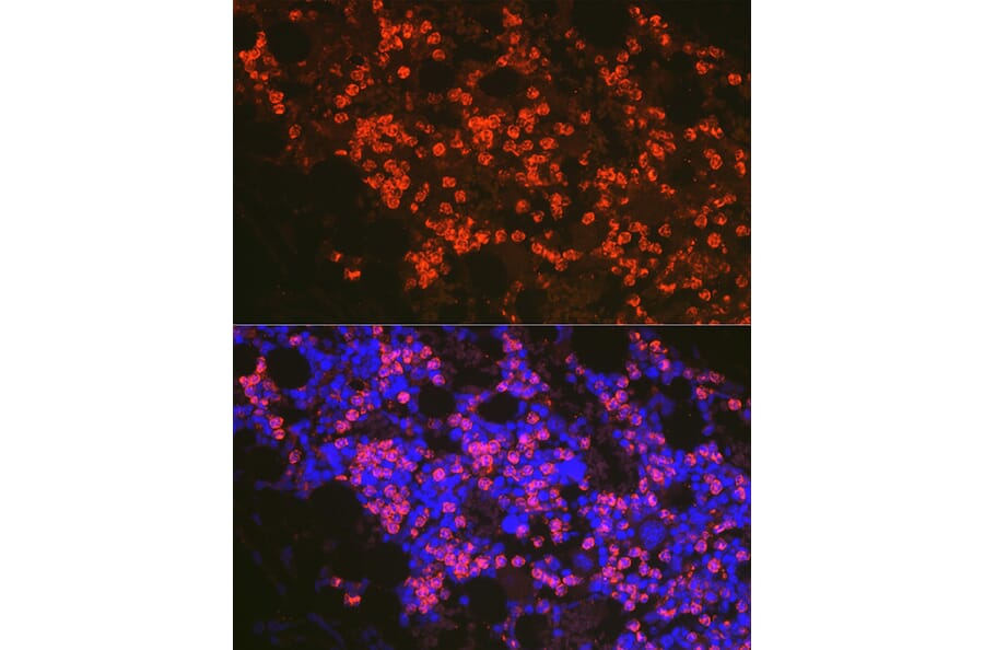 Immunofluorescence - Anti-FADD Antibody (A307154) - Antibodies.com