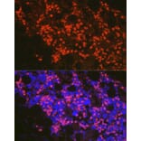 Immunofluorescence - Anti-FADD Antibody (A307154) - Antibodies.com