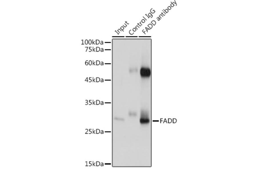 Western Blot - Anti-FADD Antibody (A307154) - Antibodies.com