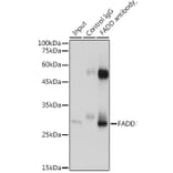 Western Blot - Anti-FADD Antibody (A307154) - Antibodies.com