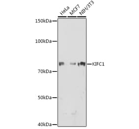 Western Blot - Anti-KIFC1 Antibody [ARC1808] (A307161) - Antibodies.com