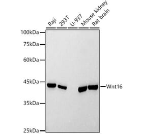 Western Blot - Anti-Wnt16 Antibody (A307164) - Antibodies.com