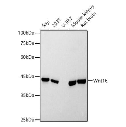 Western Blot - Anti-Wnt16 Antibody [ARC2862] (A307164) - Antibodies.com