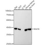 Western Blot - Anti-Wnt16 Antibody [ARC2862] (A307164) - Antibodies.com