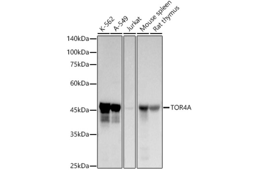 Western Blot - Anti-C9orf167 Antibody [ARC2939] (A307166) - Antibodies.com